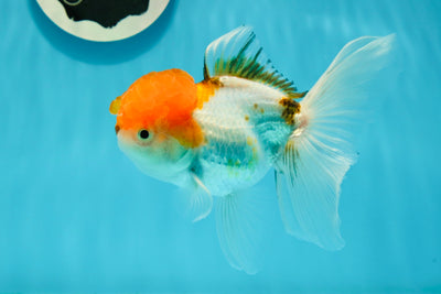 Tricolore Oranda Mâle 4,5 pouces #0126OR_02