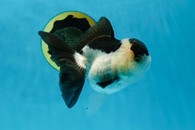 UNIQUE A Grade Yin-Yang Panda Oranda Button Eyes Female 4-4.5 inches #022825OR_10