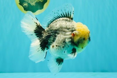 AAA Grade Kirin Oranda Male 6 inches #092526OR_04