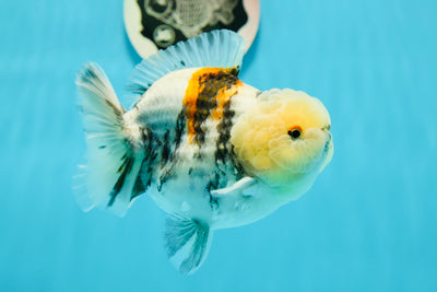 AAA Grade Lemonhead Marble Yuanbao Male 4.5 inches #121523YB_02