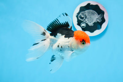 Mâle Oranda tricolore à tête rouge de catégorie A, 4,5 à 5 pouces #0706OR_02