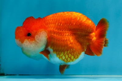 SUPER NUGGET A Grade Chubby Belly Red White LionQueen 4-4.5 inches #062025LC_11