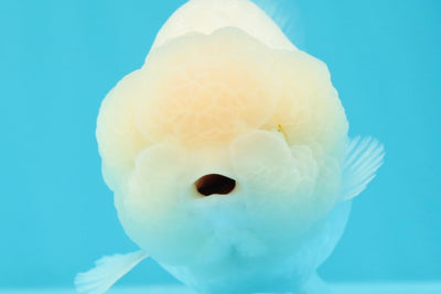 Big Wen Snow White Lionchu Female 4.5 inches #0607LC_18