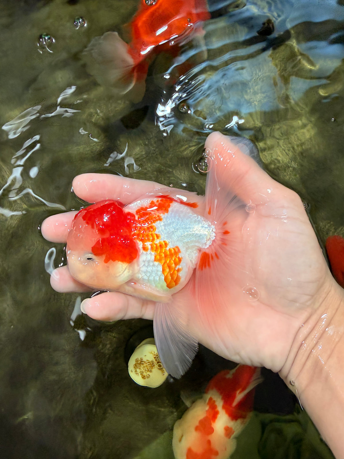 Red White Oranda Male 5 inches #101626OR_05