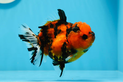 Tigre Yuanbao hembra de grado A, 4-4,5 pulgadas, n.° 0719YB_13