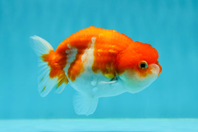 Baby Red White Nemo Sakura Lionchu Female 3.5-4 inches #0202LC_10