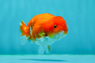 A Grade Red White Sakura Nacre Lionchu Female 3.5 inches #0202LC_12