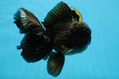 A Grade JUMBO Black Oranda Male 6.5 inches #110725OR_05