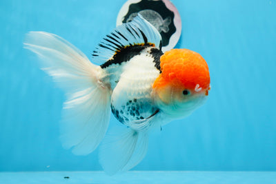 Oranda femelle tricolore à grosse tête rouge de catégorie AAA de 6,5 à 7 pouces #0712OR_11
