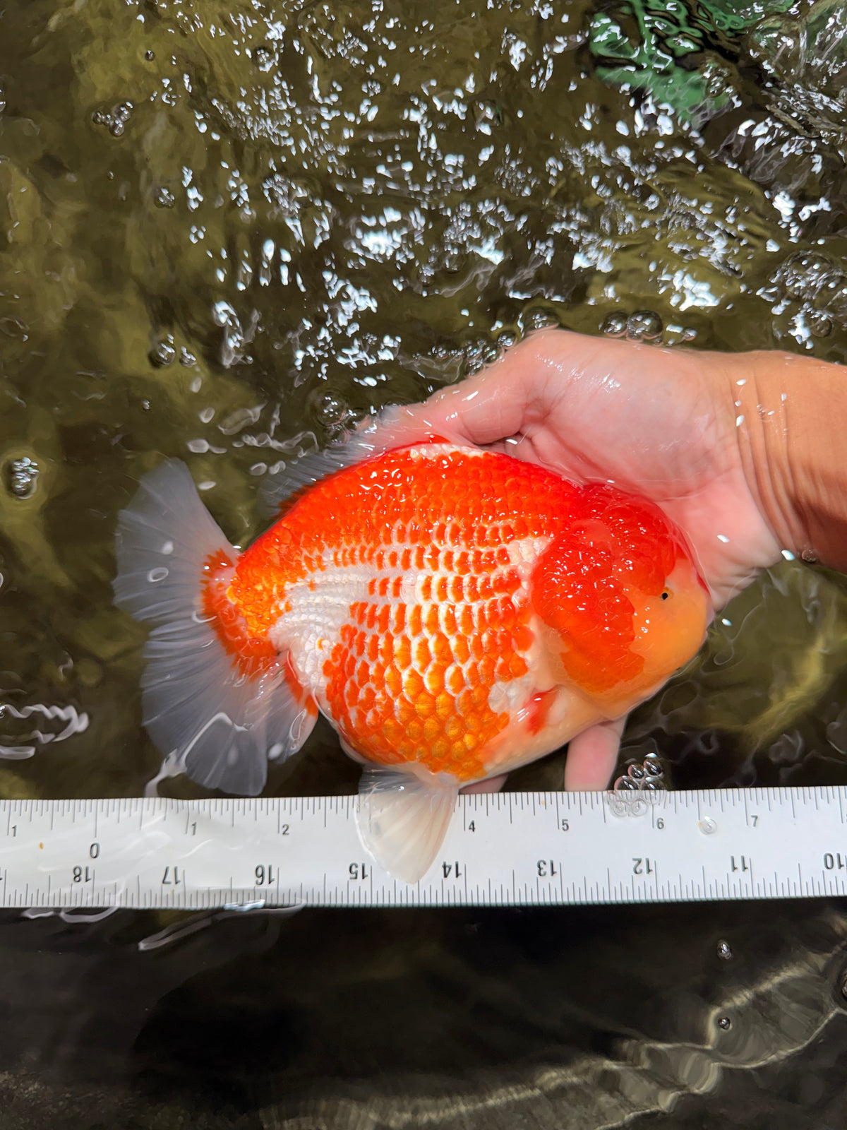 ADORABLE AAA Grade Strong Body Structure Polkadot Red White Yuanbao Female 6.5 inches #092526YB_16