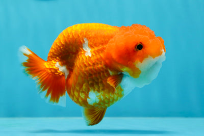 AAA Grade Mirinda Red White LionQueen 4.5 inches #1201LC_07