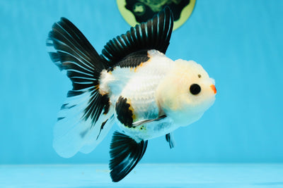 A Grade Unique Nose Tricolor Button Eyes Oranda Female 5 inches #020725OR_18