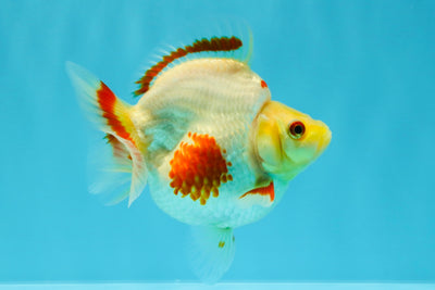 AAA Grade Red White Ryukin Female 4 inches #022726RK_17