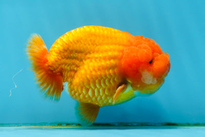 AAA Grade Super Red Cheese Puff LionKing 4-4.5 inches #013125LC_32