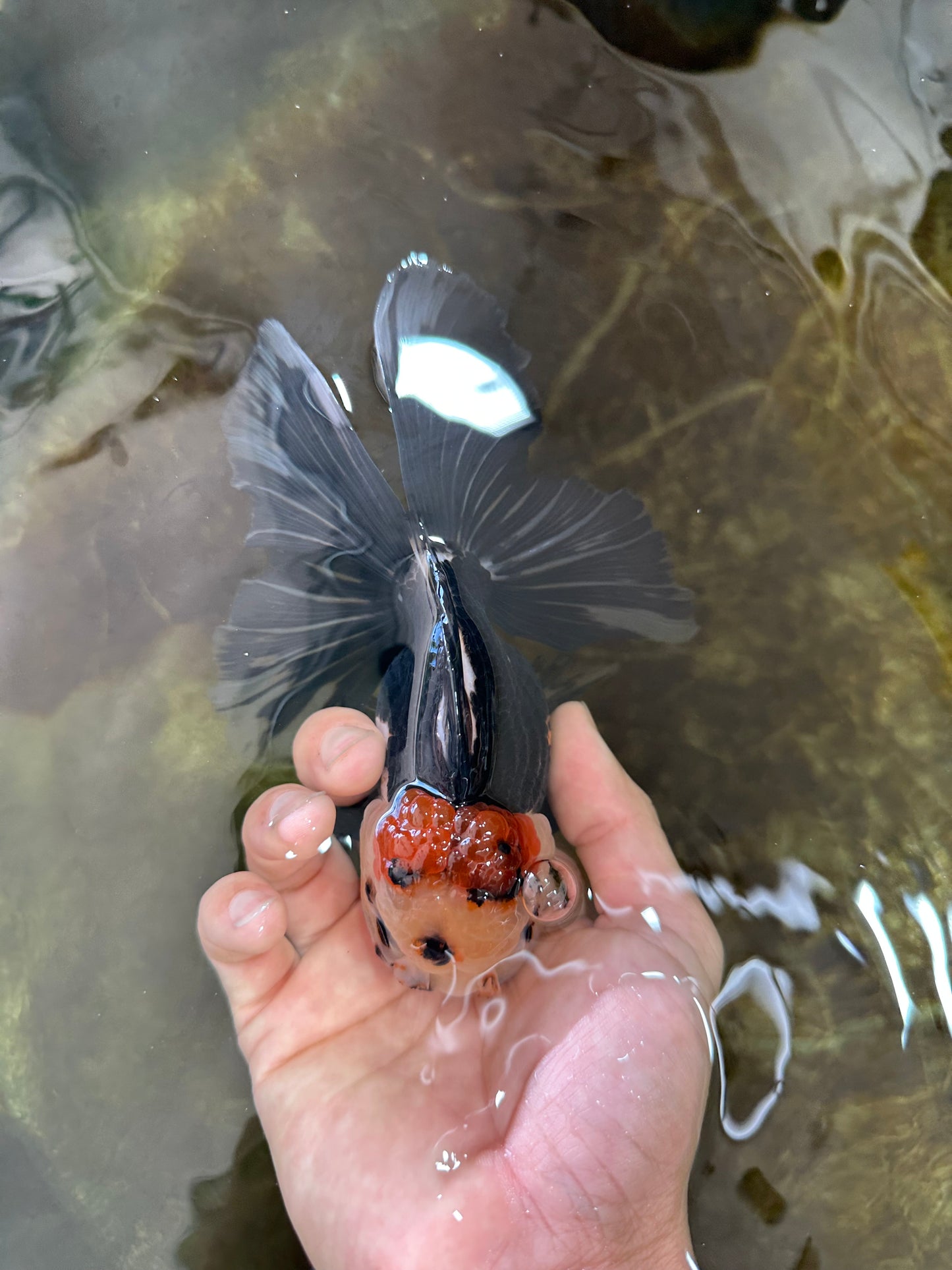 A Grade Tricolor Oranda Female 5.5-6 inches #062725OR_24