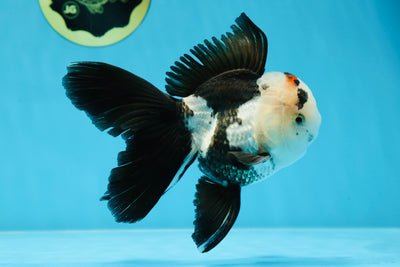 A Grade Panda Oranda Male 5 inches #020725OR_21