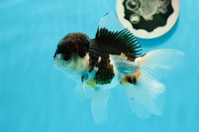 A Grade Potter Tricolor Oranda Male 4.5 inches #122223OR_14