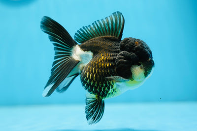Femelle panda Oranda de catégorie A 4,5 pouces #0901OR_01