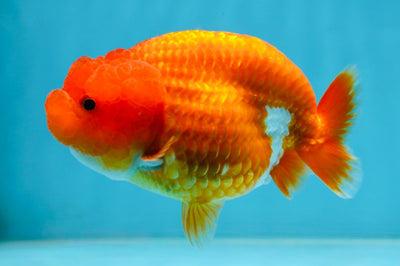 AAA Grade Young Red White LionQueen 4 inches #101025LC_04