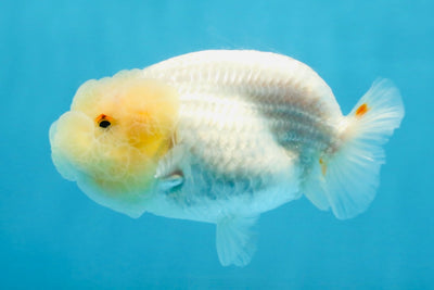 A Grade White LionQueen 4 inches #103125LC_26