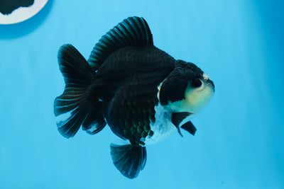 Panda Yuanbao macho Pom Pom de grado A de 4,5 pulgadas n.° 0706YB_20