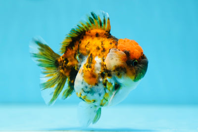 AAA Grade Tiger Yuanbao Male 3.5-4 inches #0818YB_05