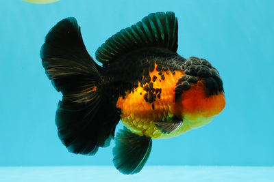 AAA Grade Lava Apache Oranda Male 5.5 inches #032026OR_10