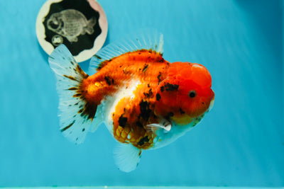 AAA Grade Grounded Belly Sakura Yuanbao Female 5 inches #0308YB_13