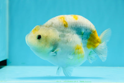 AAA Grade Blue Base Calico Egg Shape Ranchu Female 4.5-5 inches #0524RC_21