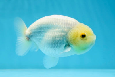 A Grade White Lemonhead LionKing 4.5 inches #022825LC_18