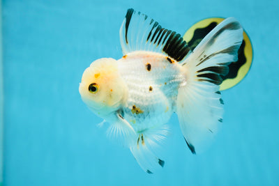 AAA Grade Tricolor Oranda Fulffy Tail Male 5-5.5 inches #032825OR_08