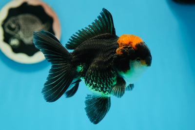 AAA Grade Black Gold Oranda Male 4.5 inches #0915OR_08