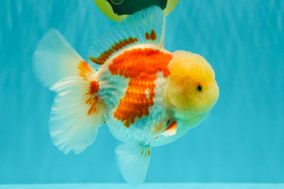 FLUFFY A Grade Red White Oranda Male 6-6.5 inches #071026OR_28