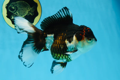 A Grade Tricolor Oranda Female 5-5.5 inches #091925OR_02