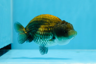 Buffle noir cuivré femelle Ranchu de 4 pouces #0726RC_33