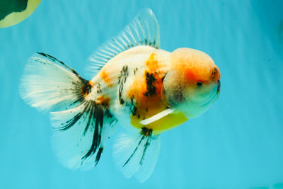 AAA Grade Calico Oranda Male 6-6.5 inches #070326OR_18