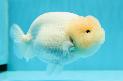 AAA Grade 🍋 Lemonhead Snow Ball LionQueen 5 inches #0112LC_12