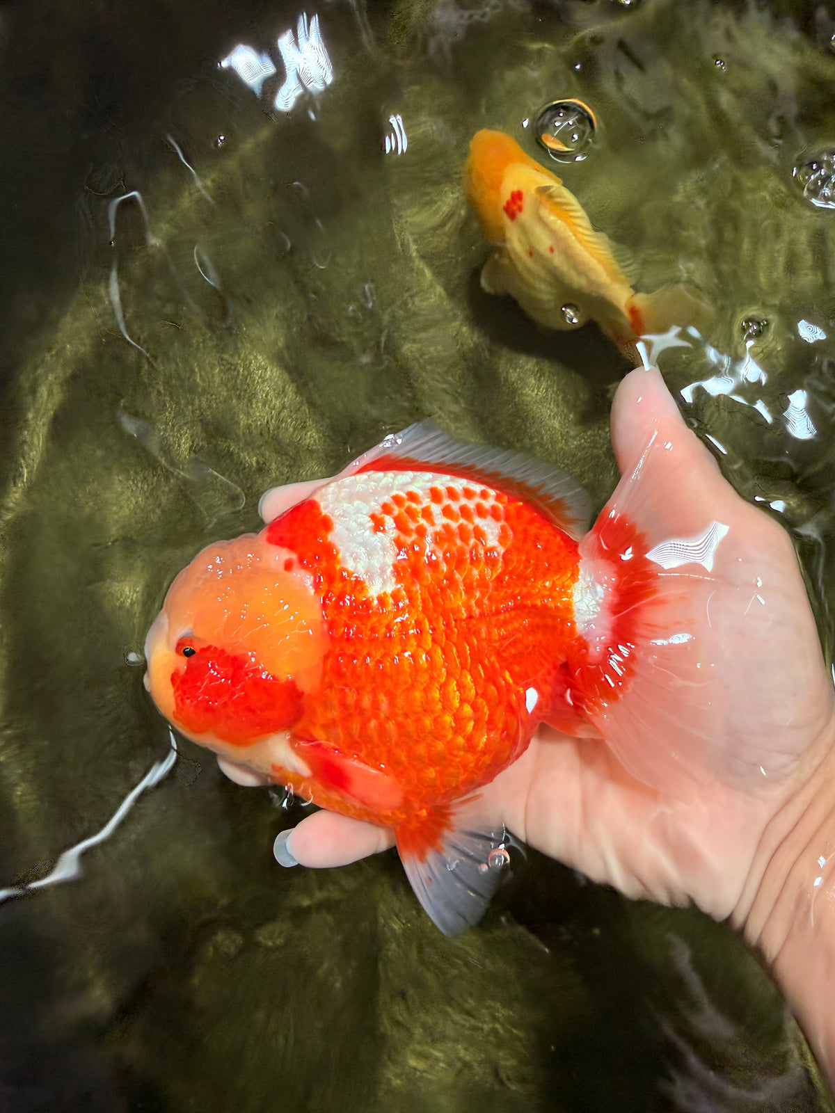 SUPER CUTE AAA Grade Strong Body Structure Kohaku Red White Yuanbao Male 6 inches #092526YB_12