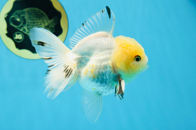 A Grade Citrus Lemonhead Oranda Male 4-4.5 inches #022125OR_13