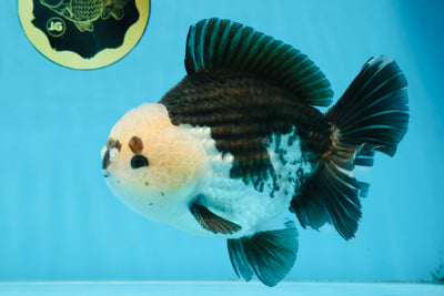 AAA Grade CHONKY Panda Button Eyes Yuanbao Male 6-6.5 inches #100325YB_01