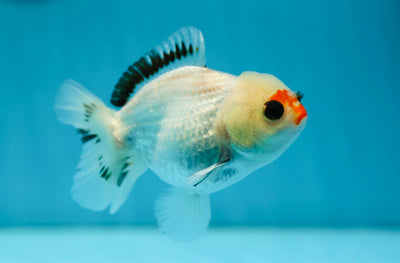 Mâle Yuanbao tricolore de catégorie A 4 pouces #0804YB_12