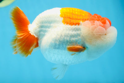 A Grade Red White LionKing 5.5 inches #091225LC_06