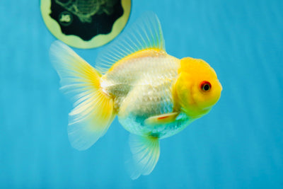 A Grade Lemonhead Oranda Male 4-4.5 inches #020725OR_22