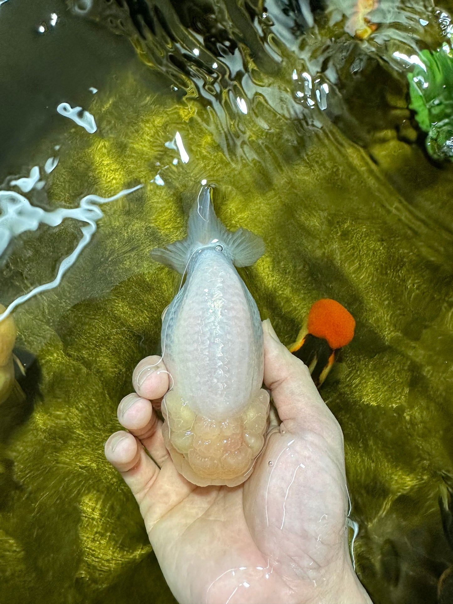 A Grade Chubby Cheek Lemonhead LionQueen 4.5 inches #0119LC_05