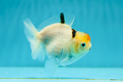 AAA Grade Unique Tricolor Sakura Yuanbao Male 3.5 inches #1110YB_09