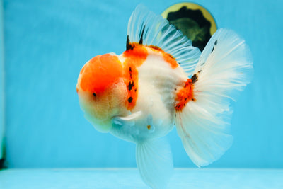 AAA Grade Godzilla Sakura Oranda Male 6-6.5 inches #080125OR_03