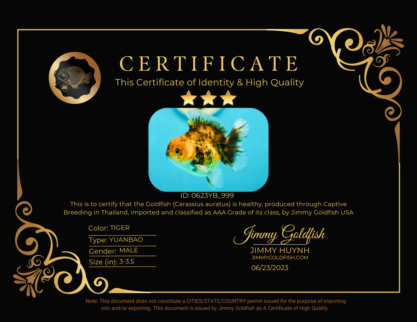 AAA Grade Tiger Yuanbao Male 3-3.5 inches #0623YB_999