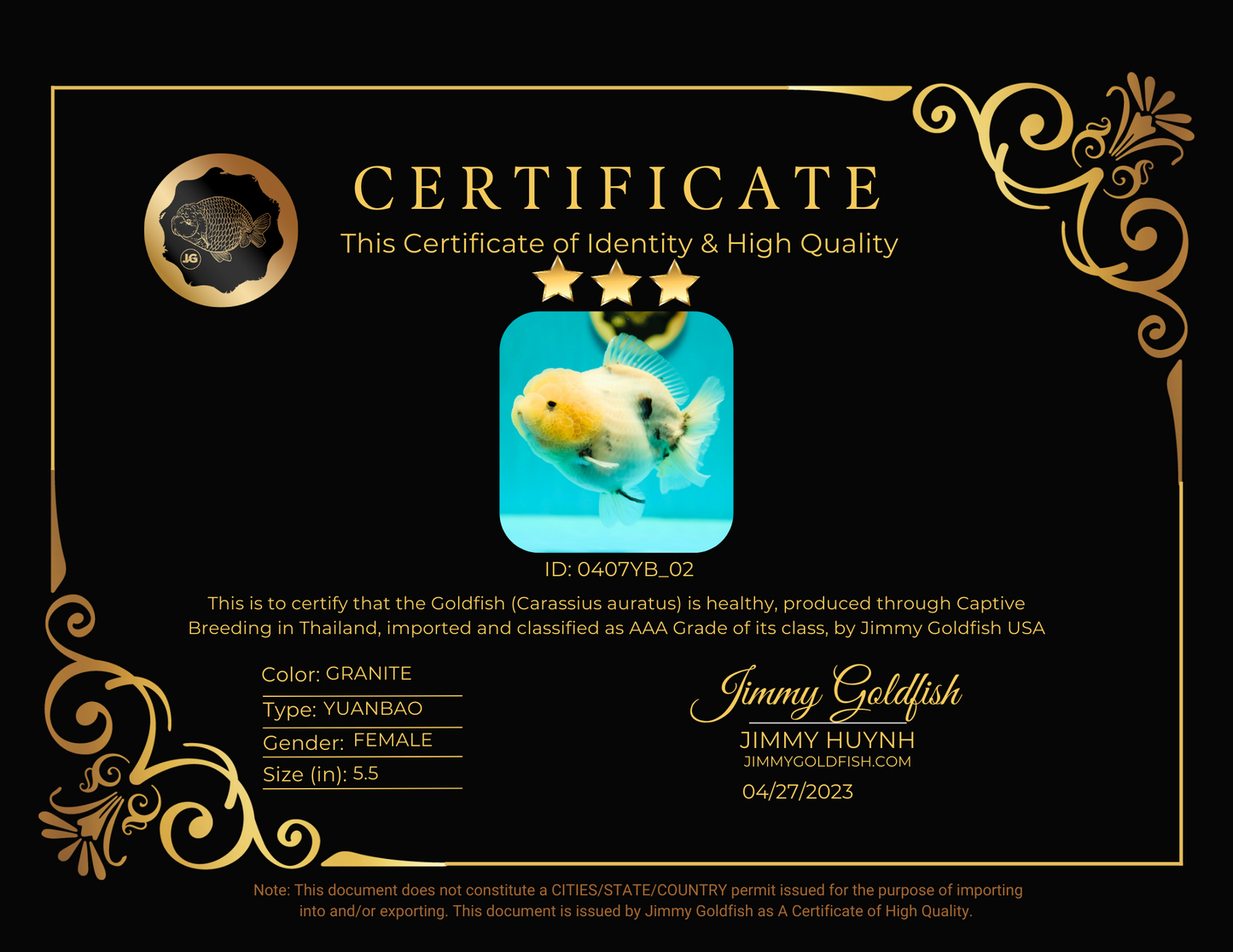 Femelle Yuanbao Jumbo Bulldog de catégorie AAA 5,5 pouces #0407YB_02