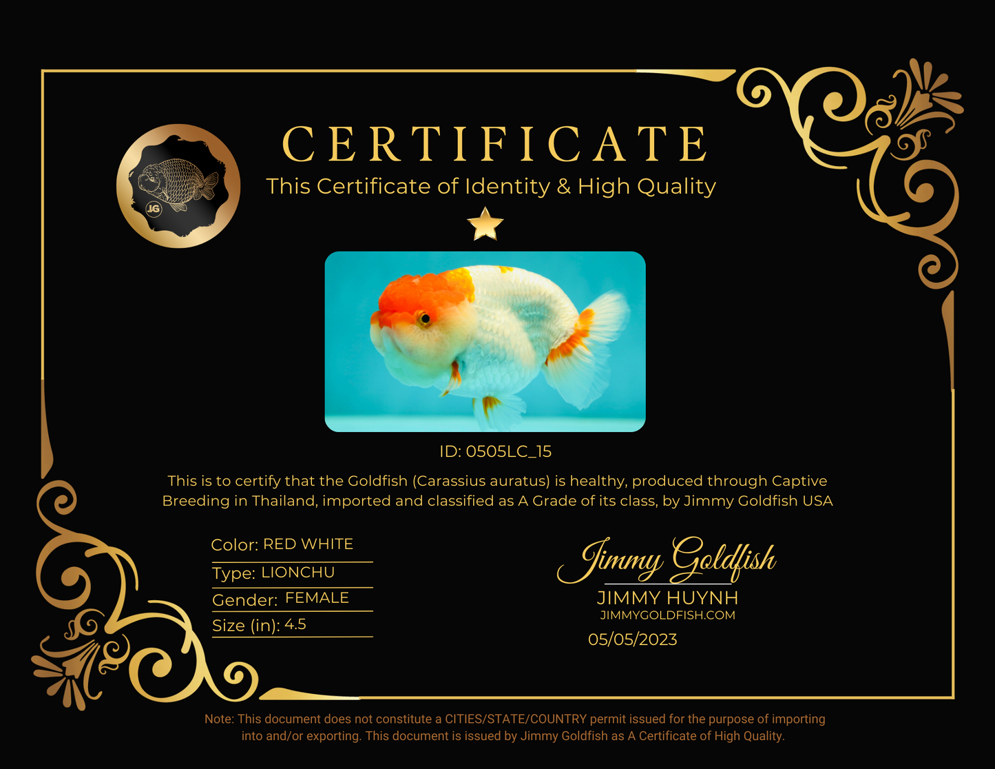 León reina rojo y blanco de grado A de 4,5 pulgadas n.° 0505LC_15