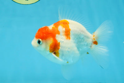 FANCY A Grade Kohaku Sakura Yuanbao Male 4.5-5 inches #112825YB_19